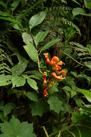 Centropogon granulosus, hanging terminal inflorescence, Chicaque, Soacha, Colombia