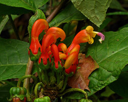 Centropogon granulosus, inflorescence, Chicaque, Soacha, Colombia
