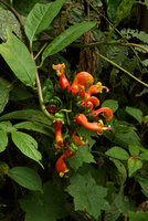 Centropogon granulosus, stem hanging down due to the dense terminal inflorescence, Chicaque, Soacha, Colombia