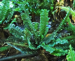 Cephalomanes atrovirens, fertile fronds, Halisi, Vangunu, Solomon Islands