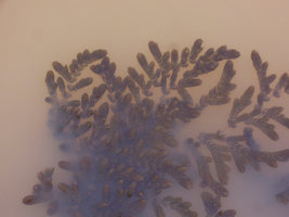 Ceratophyllum demersum close-up, Songkhla, Thailand