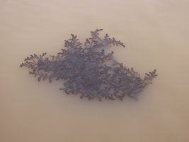 Ceratophyllum demersum clump, Songkhla, Thailand