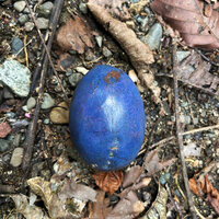 Cerbera floribunda, bright blue fruit falling on forest floor and swallowed by cassowary, G. Meja, Manokwari, West Papua.