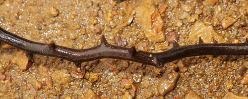 Cercestis sp. nov., blackish barbed wire feeding root, Campo, Cameroun