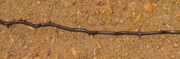 Cercestis sp. nov., blackish barbed wire like feeding root, Campo, Cameroun