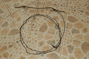 Cercestis sp. nov., blackish  long barbed wire like feeding root, Campo, Cameroun