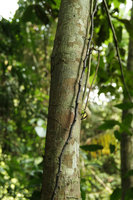 Cercestis sp. nov. in habitat, freely hanging blackish barbed feeding root along tree trunk support, Campo, Cameroun