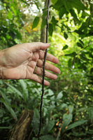 Cercestis sp. nov. in habitat, Patrick Blanc holding the freely hanging blackish barbed feeding root, Campo, Cameroun