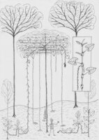 Cercestis blancii - Synthetic representation of the growth habits by Patrick Blanc