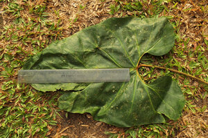 Cercestis blancii, 35 cm long median lobe of mature leaf, Campo, Cameroun
