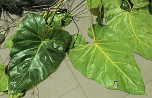 Cercestis blancii, adaxial and abaxial surfaces of the leaf blades, Campo, Cameroun