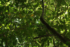 Cercestis blancii, almost impossible to detect from forest floor while it climbs along the horizontal branches of small forest trees, Ebodjé, Campo, Cameroon