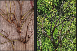 Cercestis blancii, an herbaceous Monocot climber and Dipterocarpus sp., a tree reaching forest canopy, both exhibiting similar bifurcating branching pattern and architecture due to recurrent traumatisms