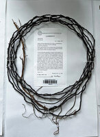 Cercestis blancii, a sharply spiny feeding root of the type specimen collected by Patrick Blanc under number 91-249 on 10th Dec. 1991, Ebodjé, Campo, Cameroon