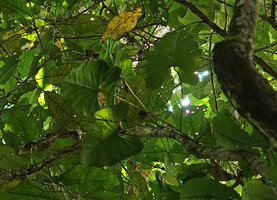 Cercestis blancii, a stem climbing along the branch of a small forest tree, Ebodjé, Campo, Cameroon