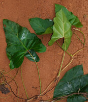  Cercestis blancii, a stem exhibiting the characteristic succession of foliage leaves separated by long internodes, the cataphylls having withered except the apical one
