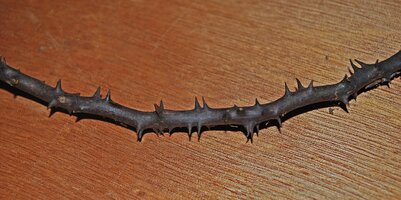 Cercestis blancii, barbed armed root, Ebodjé, Campo, Cameroon