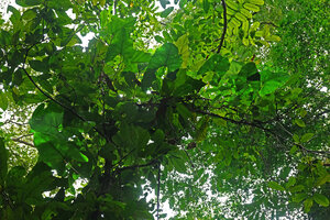Cercestis blancii, branched leafy stems creeping along the horizontal branches of a small forest tree, Ebodje, Campo, Cameroon