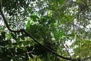 Cercestis blancii climbing along tree trunk in disturbed forest, Nkol Elon, Campo, Cameroun