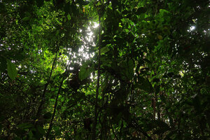 Cercestis blancii, difficult to spot among the leaves of the small forest trees, Ebodje, Campo, Cameroon