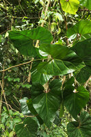Cercestis blancii down from host tree, Campo, Cameroun