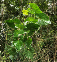 Cercestis blancii down from its host tree trunk in disturbed forest, Nkol Elon, Campo, Cameroun
