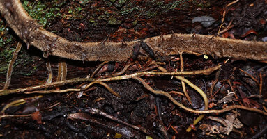Cercestis blancii, feeding root creeping on forest floor, covered by dense hairs and retaining upward spines, Ebodje, Campo, Cameroon