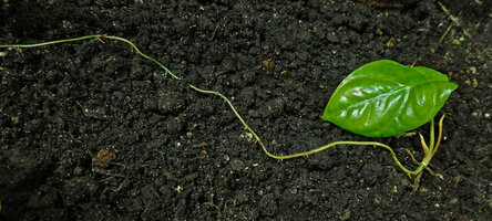Cercestis blancii, flagellum issued from germination, producing small cataphylls and adventitious roots then a foliage leaf and ending again in a flagellum