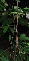 Cercestis blancii, freely hanging feeding roots with successive traumatisms and ramification, Ebodjé, Campo, Cameroon