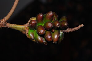 Cercestis blancii, infructescence with separate mature berries and persistent male part of the spadix, Campo, Cameroon