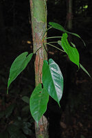 Cercestis blancii, juvenile individual