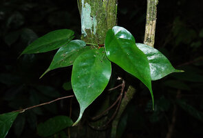 Cercestis blancii, juvenile plant with long leaf acumen, Ebodje, Cameroon
