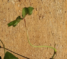 Cercestis blancii, last leaf of the stem subtending the terminal inflorescence