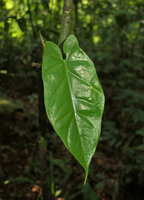Cercestis blancii, leaf of a young climbing individual, Lohendjé, Kribi, Cameroon