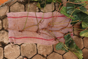 Cercestis blancii, much branched individual due to growth on horizontal tree branches and to successive traumatisms, Ebodjé, Campo, Cameroon