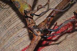 Cercestis blancii, new lateral stem issued from a resting bud, producing a normally developped foliage leaf after just one or two cataphylls, Ebodje, Campo, Cameroon