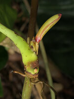 Cercestis blancii, one inflorescence and two smaller emerging from this flowering sympodium, the relaying vegetative shoot will be issued from the pink axillary bud of the preceding cataphyll