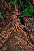 Cercestis blancii, ramification in the forest soil of the barbed armed feeding root
