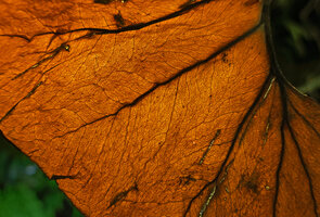 Cercestis blancii, secondary veins and faint network of interprimary and tertiary veins. 