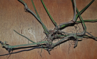 Cercestis blancii, siccessive traumatisma and resulting branching