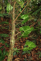  Cercestis blancii, stem and leaves while it was climbing along a Garcinia trunk, Ebodjé, Campo, Cameroon