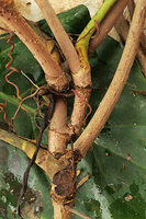Cercestis blancii, successive traumatisms when the stem reaches the upper part of the host tree resulting in the production of many crowded new stems, Campo, Cameroun