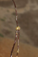Cercestis blancii, swollen bulk in the feeding root causing tearing of the black epidermis and exposition of the whitish cortex, Campo, Cameroun
