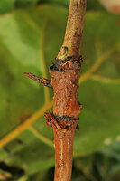 Cercestis blancii, the short thick internode with basal axillary bud of the cataphyll and upper axillary bud of the foliage leaf, Nkol Elon, Campo, Cameroon