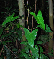 Cercestis blancii, young individual climbing along a very thin treelet stem, Ebodjé, Campo, Cameroon