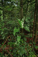 Cercestis blancii, young plant climbing vertically along a narros tree sapling, Ebodjé, Campo, Cameroon