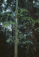 Cercestis camerunensis climbing on tree trunk, Makokou, Gaboon