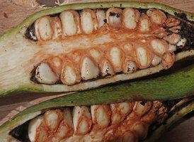 Cercestis camerunensis, congested berries, each one with a large seed rich in endosperm, Ebodje, Campo, Cameroon