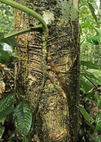 Cercestis camerunensis, downwards growing flattened feeding root and horizontally growing anchoring roots, Kribi, Cameroun