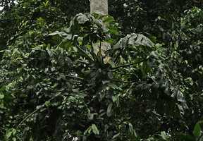 Cercestis camerunensis, flowering individual, Kribi, Cameroun
